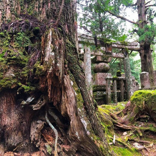 A torii gate stands behind an old, moss-covered tree with exposed roots in a serene forest, indicating a sacred Shinto shrine in Japan.