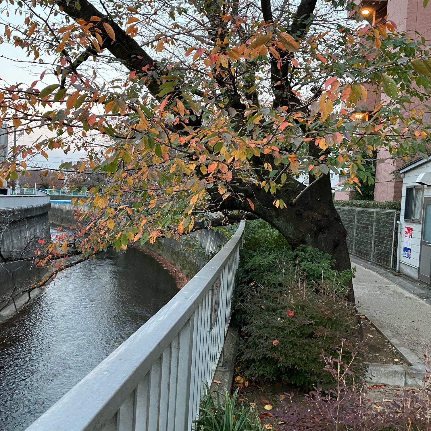 sakura trees along the river in Tokyo