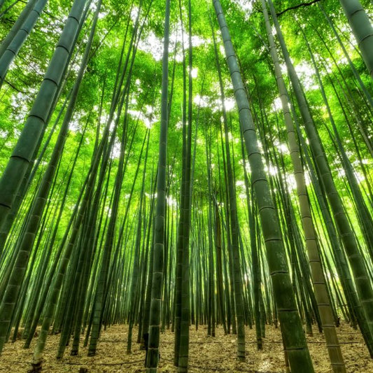 a bamboo forest with sunlight on top